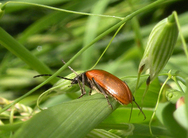 Elateridae Cebrioninae ?  No, Tenebrionidae:  Omophlus cfr. lepturoides